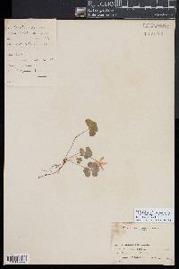 Oxalis montana image