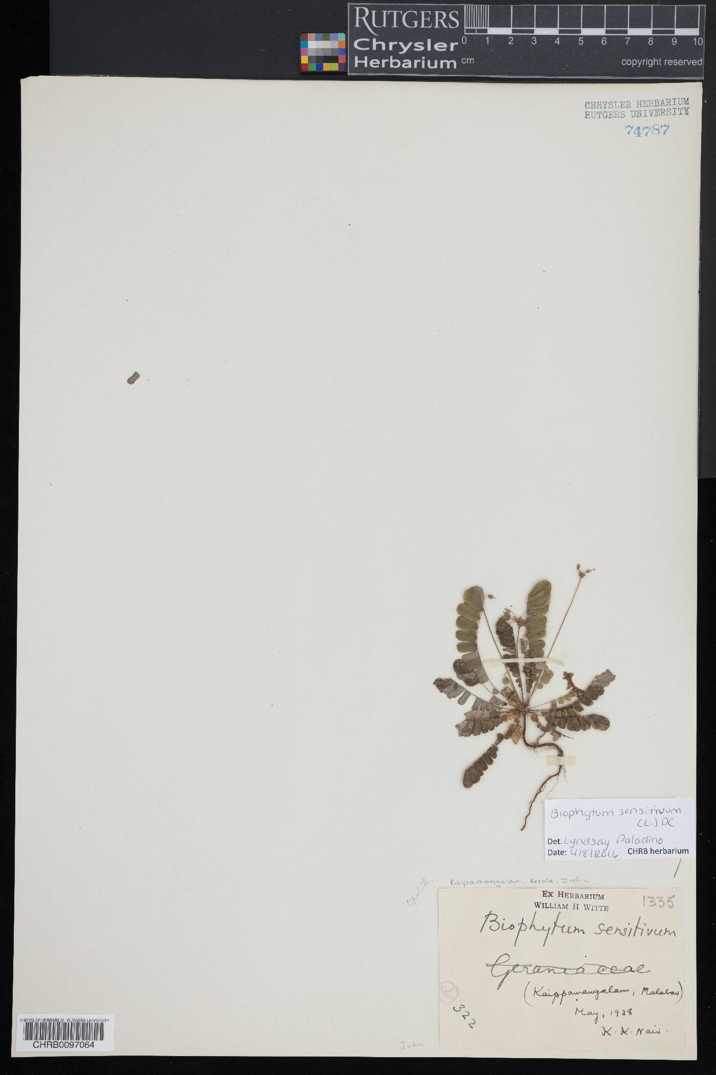 Biophytum sensitivum image