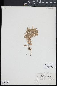 Oxalis corniculata image