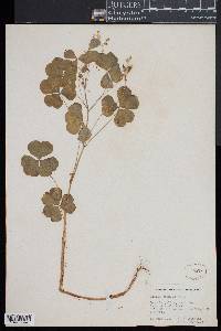 Oxalis grandis image