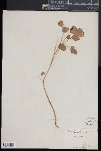 Oxalis grandis image