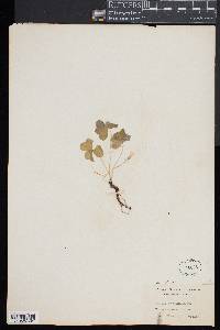 Oxalis oregana image