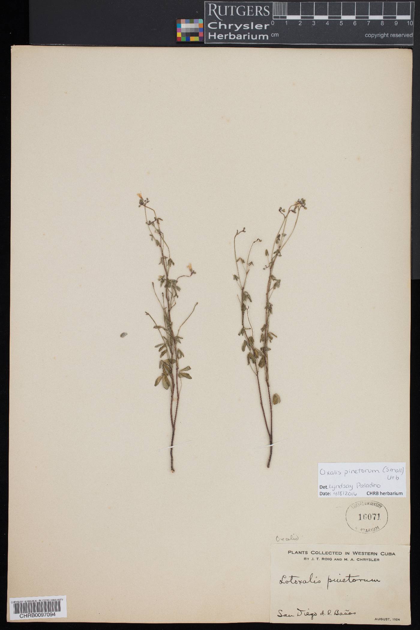 Oxalis pinetorum image