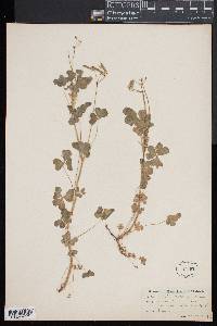 Oxalis texana image