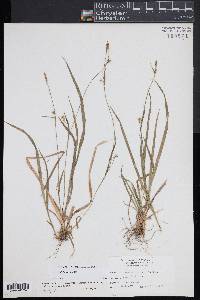 Carex styloflexa image