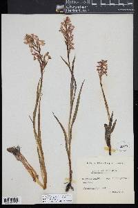 Anacamptis palustris image