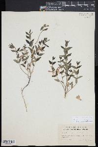 Scutellaria galericulata image