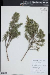 Juniperus virginiana var. virginiana image