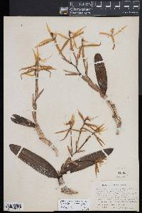 Epidendrum nocturnum image