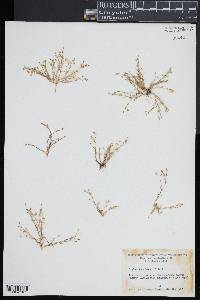 Sagina decumbens image