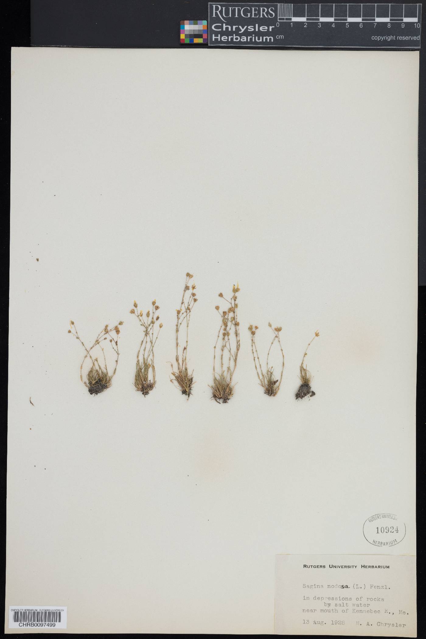 Sagina nodosa image
