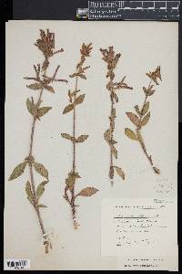 Saponaria glutinosa image