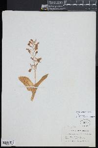 Liparis liliifolia image