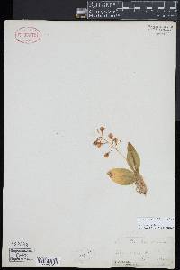 Liparis liliifolia image