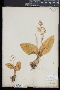 Liparis liliifolia image