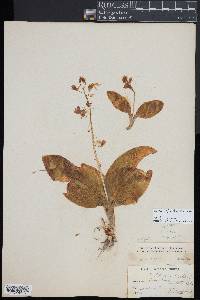 Liparis liliifolia image