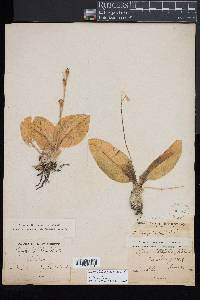 Liparis liliifolia image