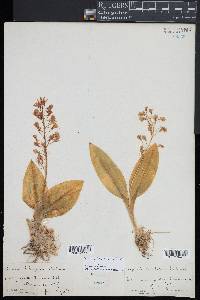 Liparis liliifolia image