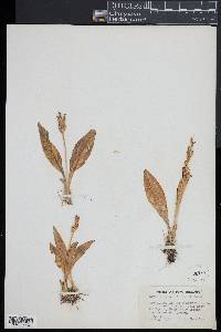 Liparis loeselii image