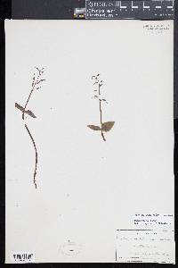 Listera australis image