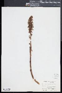 Neottia nidus-avis image