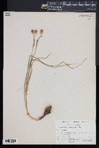 Nemastylis geminiflora image