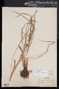 Nemastylis geminiflora image