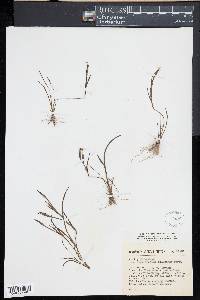 Sisyrinchium tolucense image