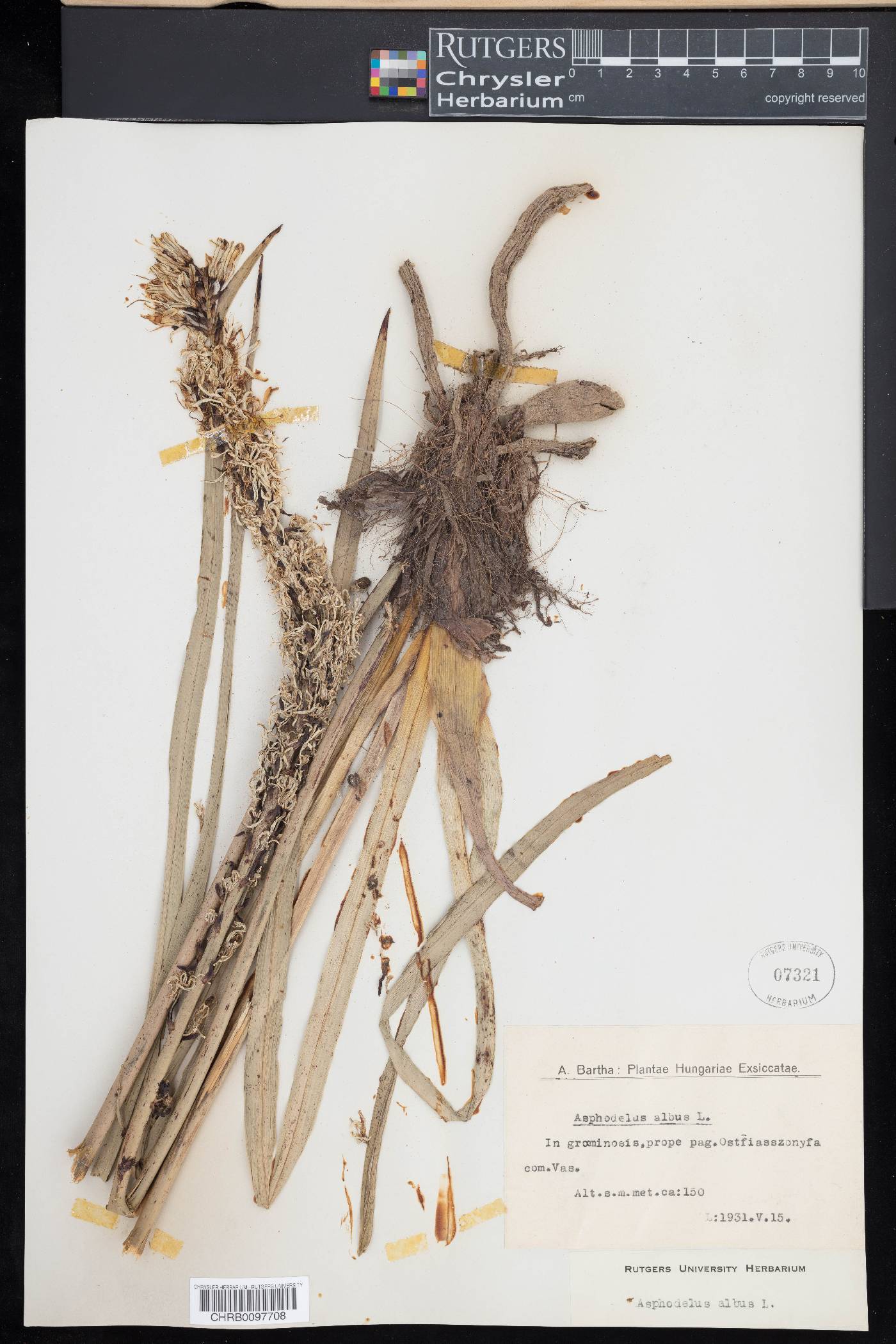 Asphodelus albus image
