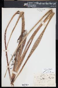 Dianella sandwicensis image