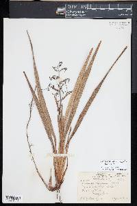 Dianella sandwicensis image