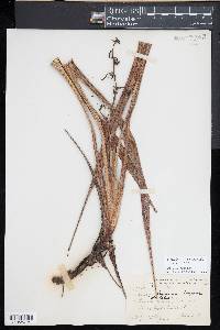 Dianella sandwicensis image