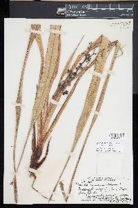 Dianella sandwicensis image