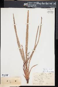 Dianella sandwicensis image