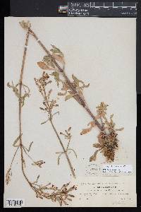 Silene italica image