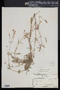 Silene italica image