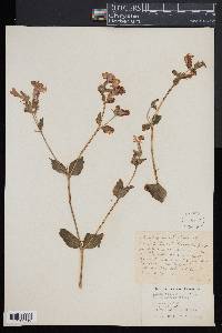 Silene italica image