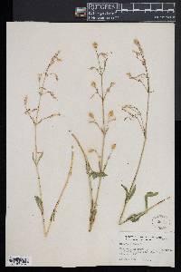 Silene nutans image