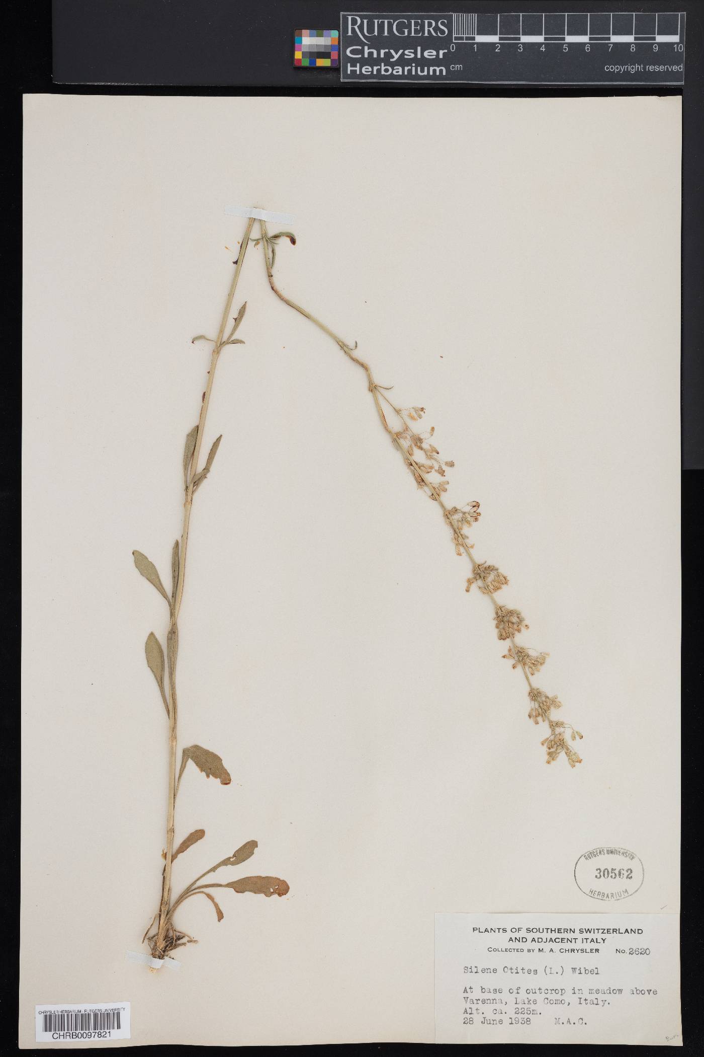 Silene artemisetorum image