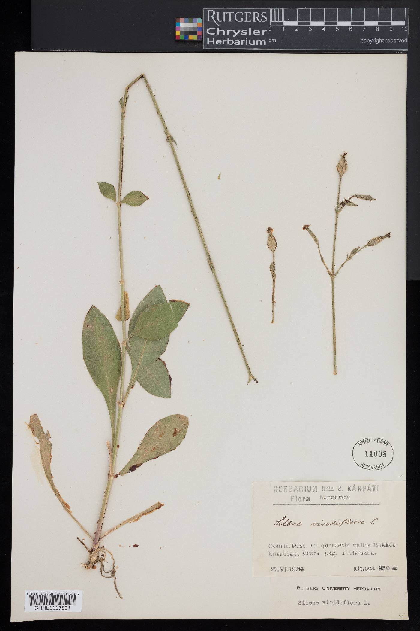 Silene viridiflora image