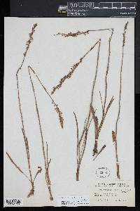 Spiranthes vernalis image