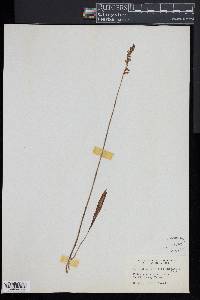 Spiranthes vernalis image