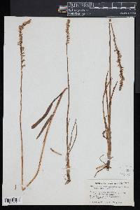 Spiranthes vernalis image