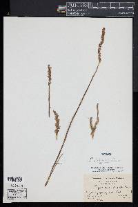 Spiranthes vernalis image