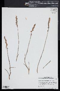 Spiranthes vernalis image