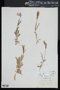 Silene caroliniana subsp. pensylvanica image