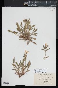 Silene caroliniana image