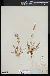 Silene caroliniana image