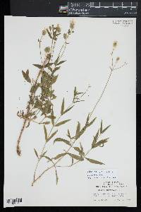 Silene vulgaris image