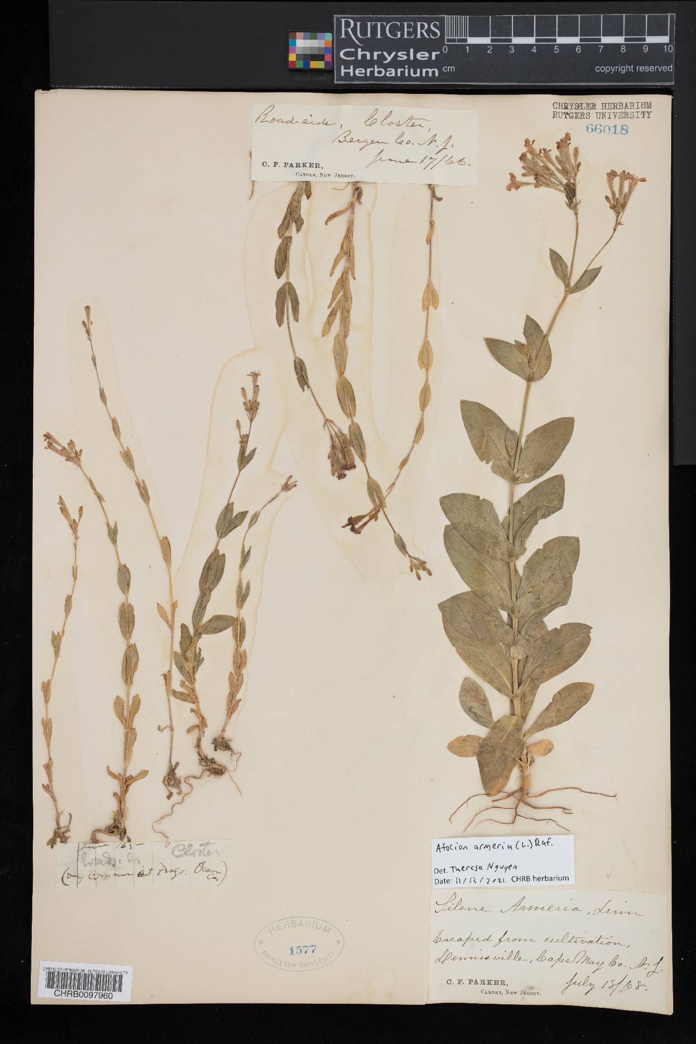 Atocion armeria image